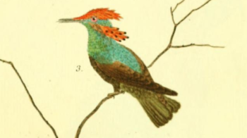 Lophornis