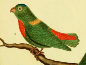 Loriculus Galgulus