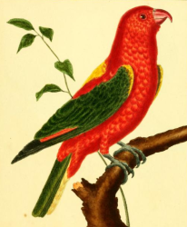Lory