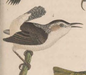 Marsh Wren