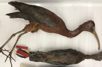 Glossy Ibis