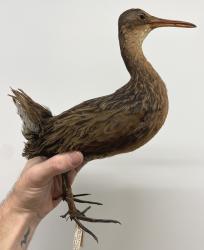 Clapper Rail