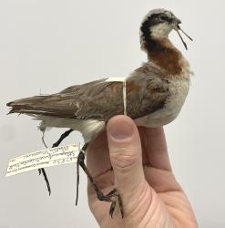 Wilson's Phalarope