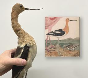American Avocet