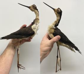 Black-necked Stilt
