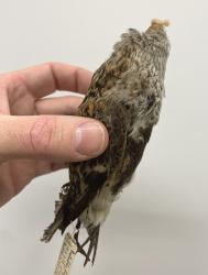 Dunlin
