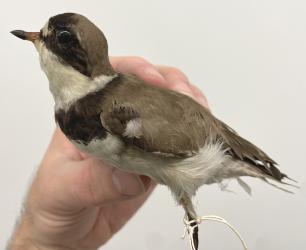 Semipalmated Plover