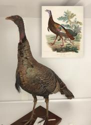 Wild Turkey