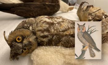 Long-eared Owl