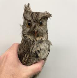 Eastern Screech-Owl 