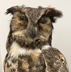 Great Horned Owl