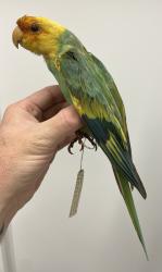 Carolina Parakeet 