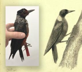 Lewis' Woodpecker