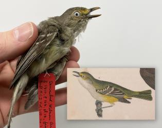 White-eyed Vireo