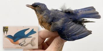 Eastern Bluebird