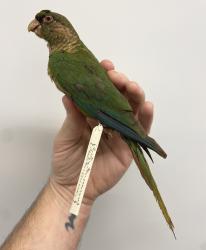 Maroon-bellied Parakeet