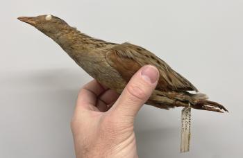 Corn Crake