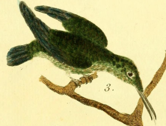 Mellisugus