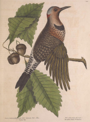 Northern Flicker