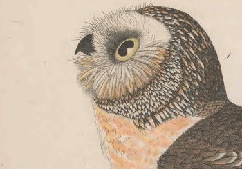 Northern Saw-whet Owl