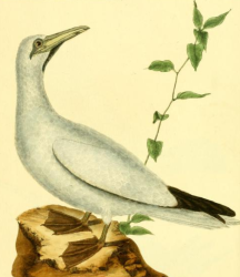 Northern Gannet