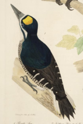 Northern Three Toed Woodpecker