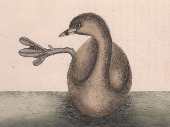Pied-billed Grebe