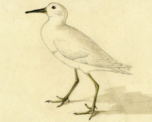 Pectoral Sandpiper