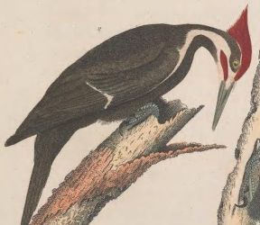 Pileated Woodpecker
