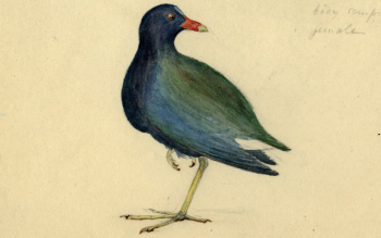 Purple Gallinule