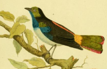 Paradise Tanager