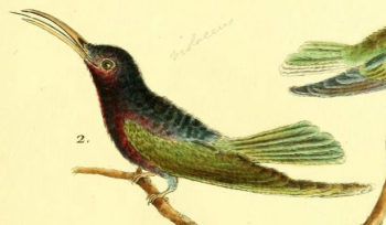 Purple Throated Carib
