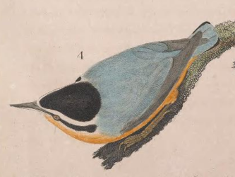 Red-breasted Nuthatch