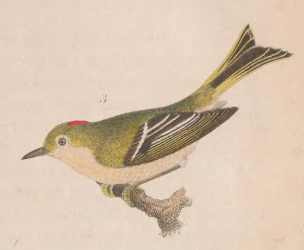 Ruby-crowned Kinglet