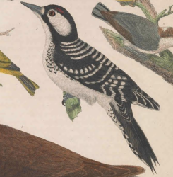 Red-cockaded Woodpecker