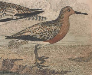Red Knot