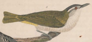 Red-eyed Vireo