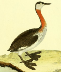 Red-necked Grebe
