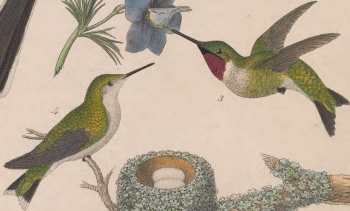 Ruby-throated Hummingbird