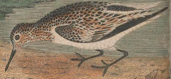Ruddy Turnstone