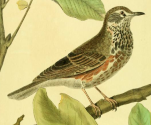 Redwing