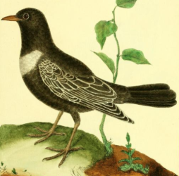 Ring Ouzel