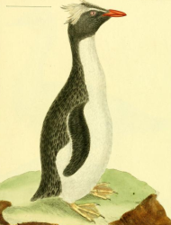 Rockhopper Penguin