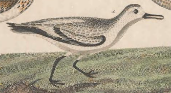 Sanderling