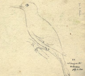 Say's Phoebe