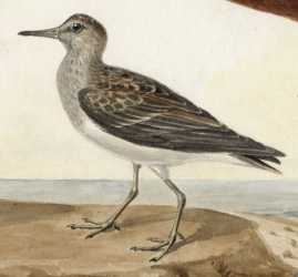 Short-billed Dowitcher 