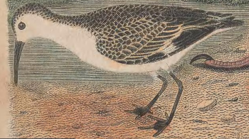 Semipalmated Sandpipe