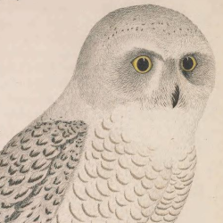 Snowy Owl