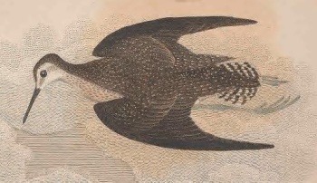 Solitary Sandpiper
