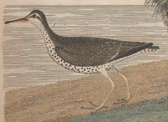 Spotted Sandpiper